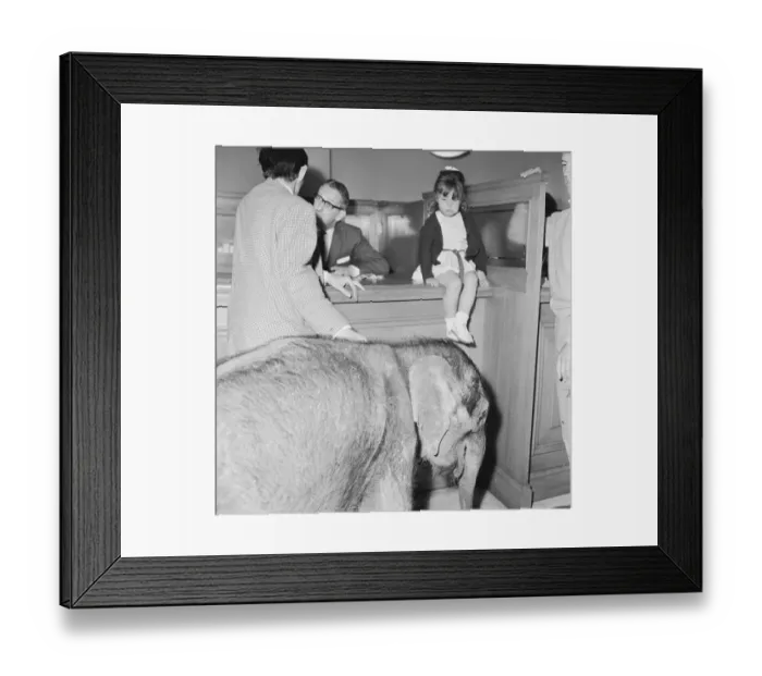 Framed Print : Debbie Gibb seen here with father Ian and Emily the baby elephat at Martins bank Framed Print : Debbie Gibb seen here with father Ian and Emily the baby elephat at Martins bank