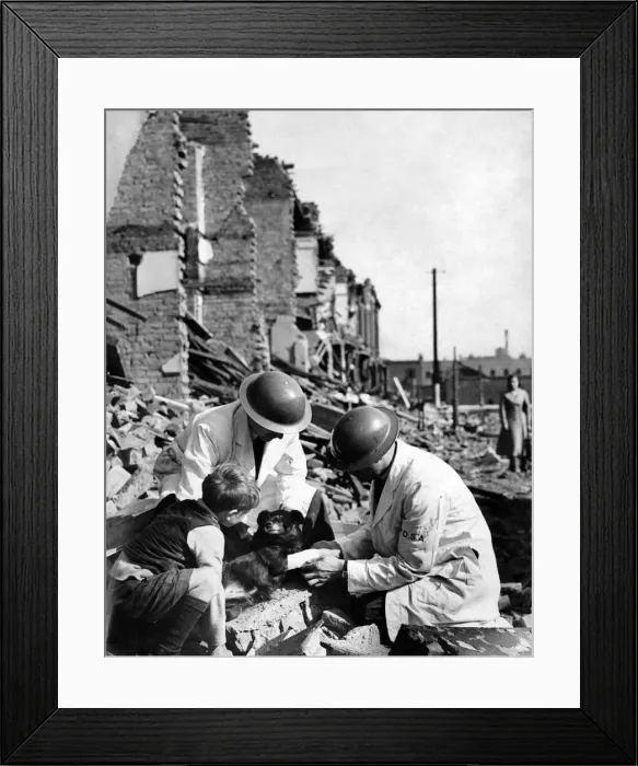 Framed Print : Members of a rescue squad giving treatment to a wounded dog who survived last nights air Framed Print : Members of a rescue squad giving treatment to a wounded dog who survived last nights air