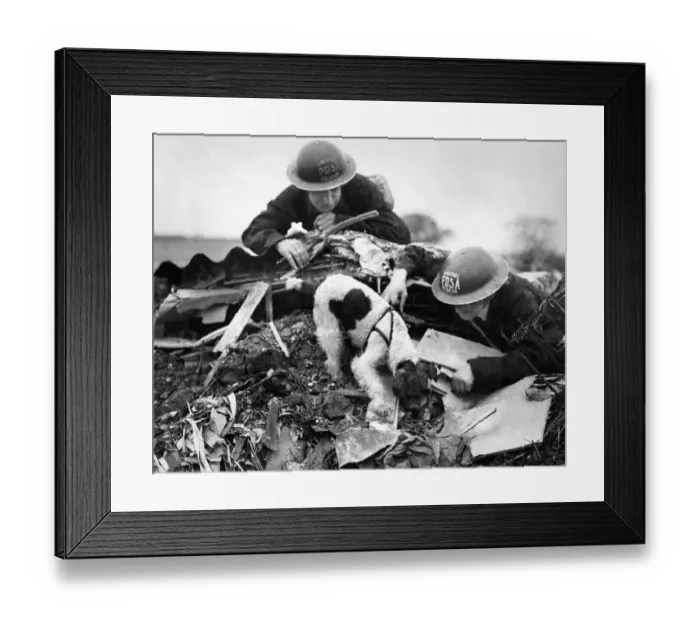 Framed Print : PDSA animal rescue dog attempts to locate survivors from air raid November 1942