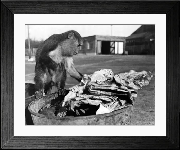Framed Print : Monkey helps paper salvage December 1941. Local Caption P002207 Framed Print : Monkey helps paper salvage December 1941. Local Caption P002207