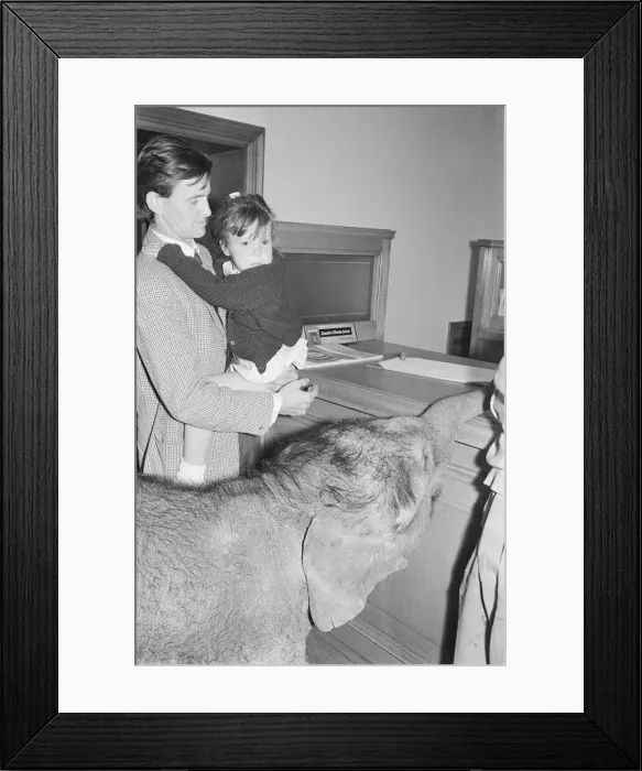 Framed Print : Debbie Gibb seen here with father Ian and Emily the baby elephat at Martins bank Framed Print : Debbie Gibb seen here with father Ian and Emily the baby elephat at Martins bank