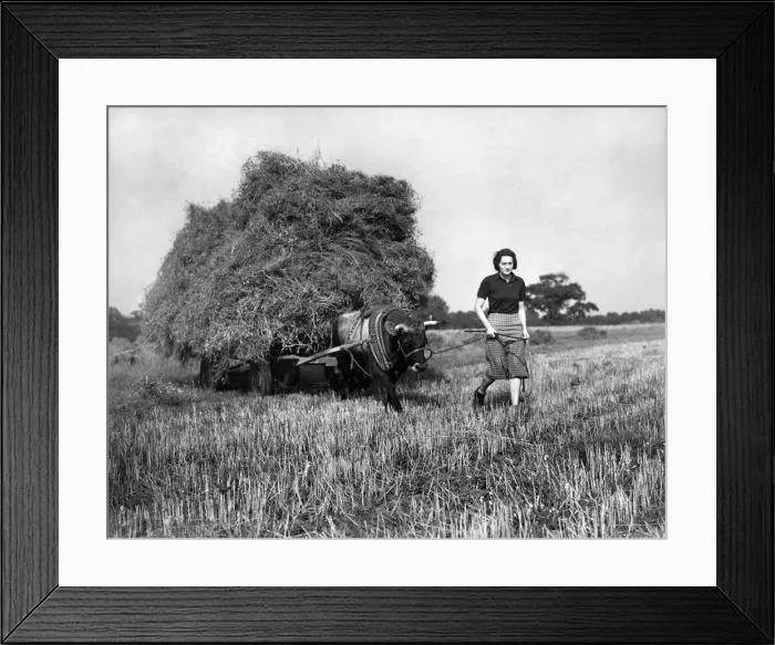 Framed Print : Farming: Haymaking. September 1942 P003529 Framed Print : Farming: Haymaking. September 1942 P003529