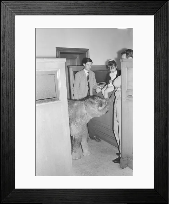Framed Print : Debbie Gibb seen here with father Ian and Emily the baby elephat at Martins bank