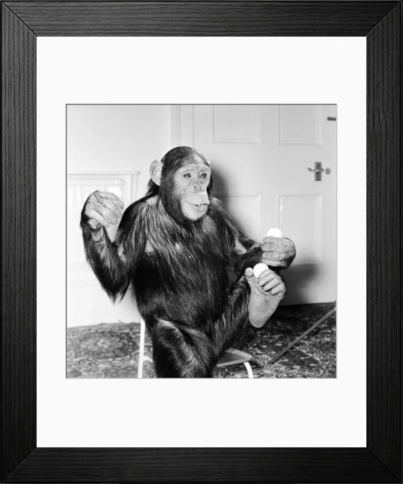 Framed Print : Louis the Chimp practices his juggling at Twycross Zoo December 1981 Framed Print : Louis the Chimp practices his juggling at Twycross Zoo December 1981
