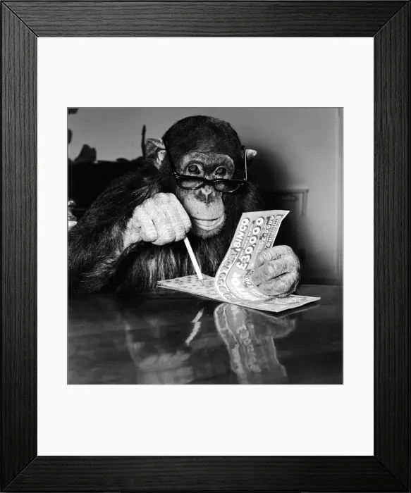 Framed Print : Louis the Chimp checks his bingo numbers at Twycross Zoo December 1981 Framed Print : Louis the Chimp checks his bingo numbers at Twycross Zoo December 1981