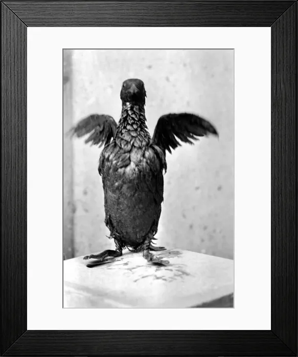 Framed Print : Animals: Birds: Pollution: Sea birds covered in oil at the R. S. P. C. A Framed Print : Animals: Birds: Pollution: Sea birds covered in oil at the R. S. P. C. A