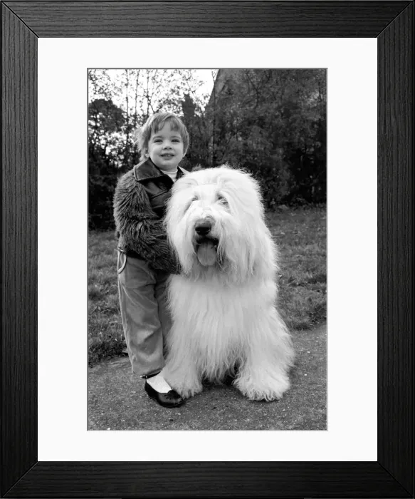 Framed Print : Animals. Dogs: Duke'the Dulux dog has 3 understudies they are Tania Framed Print : Animals. Dogs: Duke'the Dulux dog has 3 understudies they are Tania