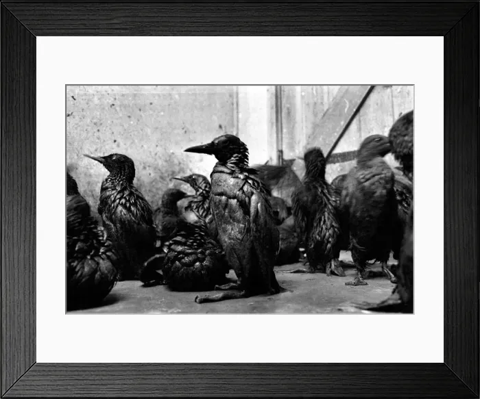 Framed Print : Animals: Birds: Pollution: Sea birds covered in oil at the R. S. P. C. A