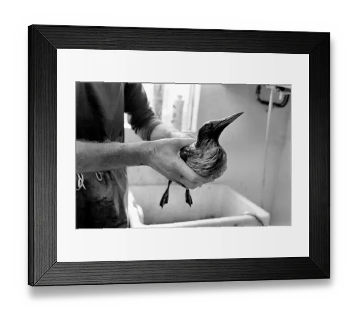 Framed Print : Animals: Birds: Pollution: Sea birds covered in oil at the R. S. P. C. A Framed Print : Animals: Birds: Pollution: Sea birds covered in oil at the R. S. P. C. A