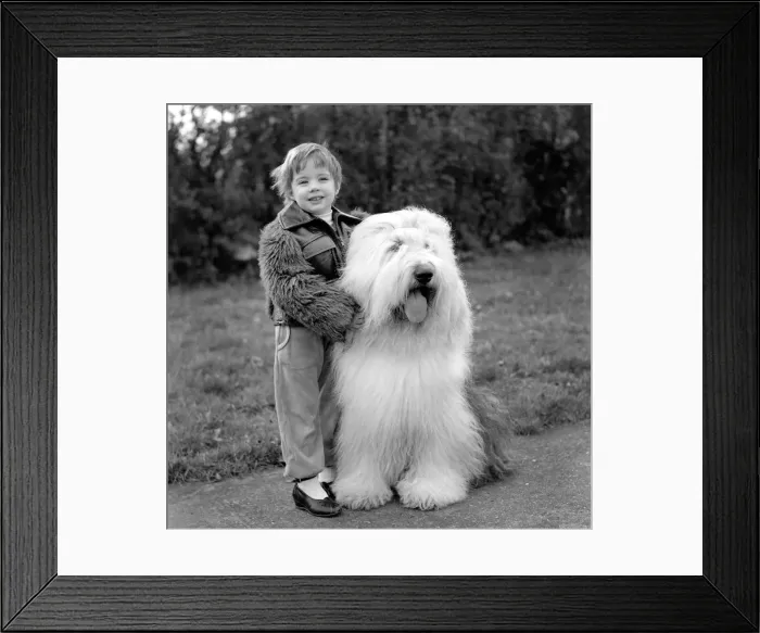 Framed Print : Animals. Dogs: Duke'the Dulux dog has 3 understudies they are Tania Framed Print : Animals. Dogs: Duke'the Dulux dog has 3 understudies they are Tania