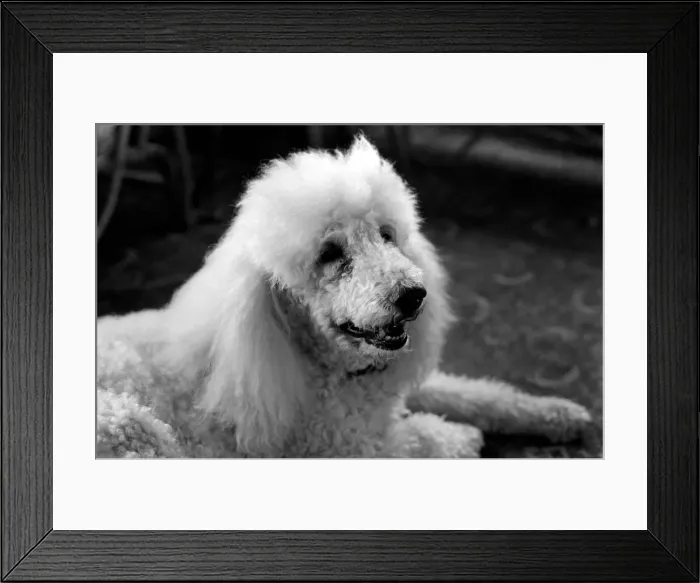 Framed Print : Cute Animals: Dogs: Pet poodle dog. February 1981 81-00508-004 Framed Print : Cute Animals: Dogs: Pet poodle dog. February 1981 81-00508-004