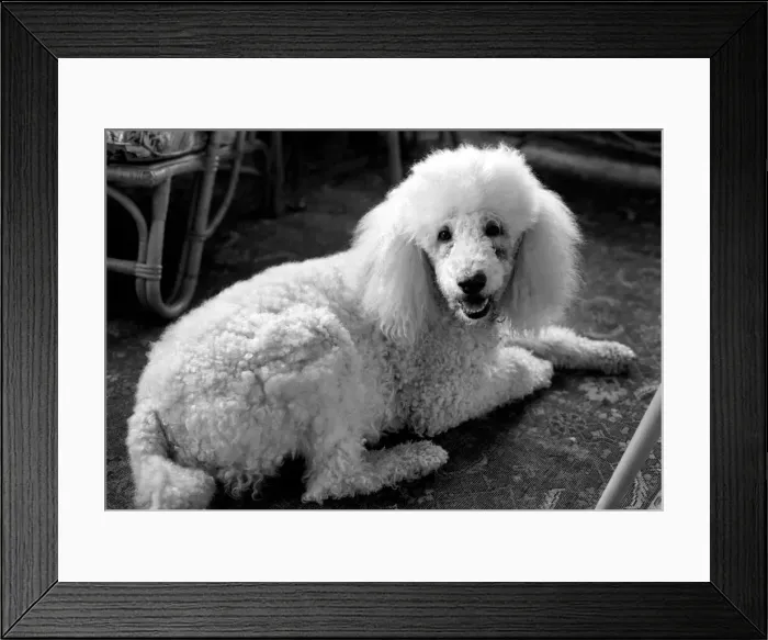 Framed Print : Cute Animals: Dogs: Pet poodle dog. February 1981 81-00508-006 Framed Print : Cute Animals: Dogs: Pet poodle dog. February 1981 81-00508-006