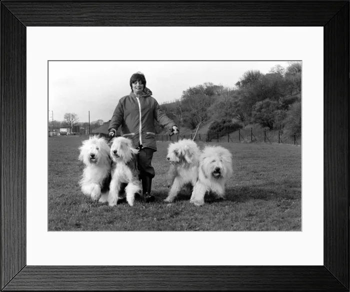 Framed Print : Animals. Dogs: Duke'the Dulux dog has 3 understudies they are Tania Framed Print : Animals. Dogs: Duke'the Dulux dog has 3 understudies they are Tania