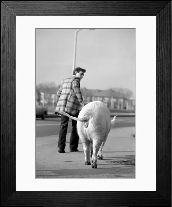 Framed Print : Animals: Humour. Porker Walker. Thorsten Kohrmann with Anna his performing pig between Framed Print : Animals: Humour. Porker Walker. Thorsten Kohrmann with Anna his performing pig between