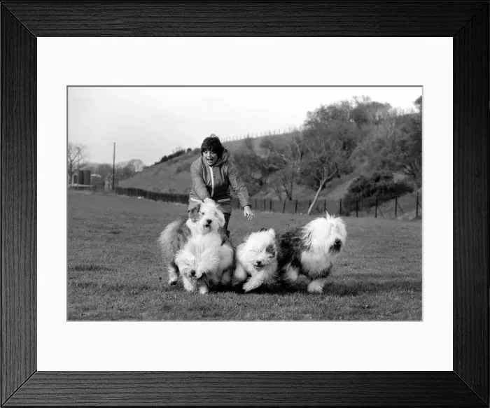Framed Print : Animals. Dogs: Duke'the Dulux dog has 3 understudies they are Tania