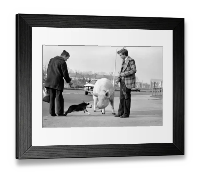 Framed Print : Animals: Humour. Porker Walker. Thorsten Kohrmann with Anna his performing pig between Framed Print : Animals: Humour. Porker Walker. Thorsten Kohrmann with Anna his performing pig between
