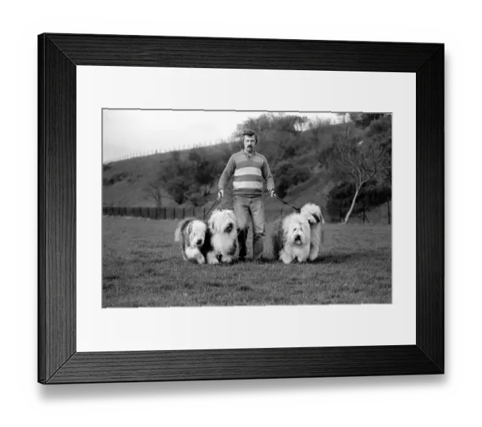 Framed Print : Animals. Dogs: Duke'the Dulux dog has 3 understudies they are Tania