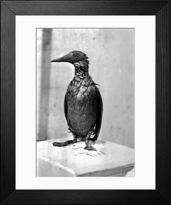 Framed Print : Animals: Birds: Pollution: Sea birds covered in oil at the R. S. P. C. A Framed Print : Animals: Birds: Pollution: Sea birds covered in oil at the R. S. P. C. A