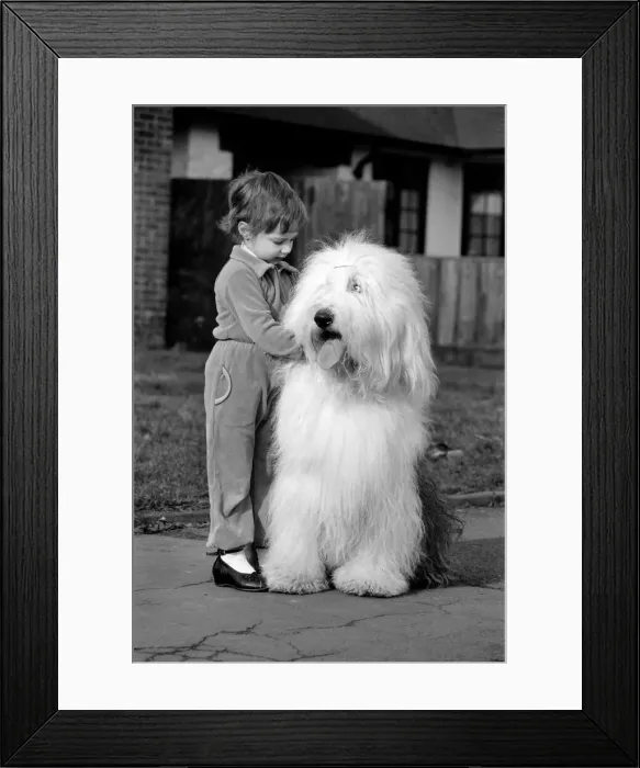Framed Print : Animals. Dogs: Duke'the Dulux dog has 3 understudies they are Tania Framed Print : Animals. Dogs: Duke'the Dulux dog has 3 understudies they are Tania