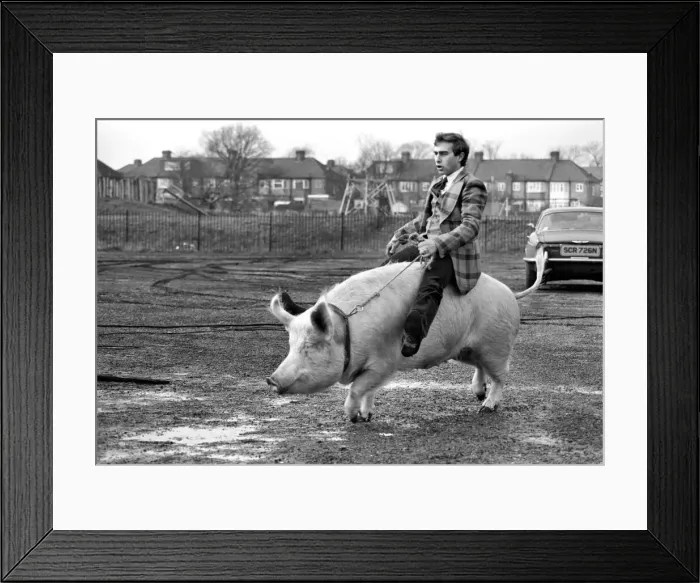 Framed Print : Animals: Humour. Porker Walker. Thorsten Kohrmann with Anna his performing pig between Framed Print : Animals: Humour. Porker Walker. Thorsten Kohrmann with Anna his performing pig between