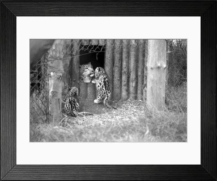 Framed Print : Animals / Cute. Howletts Zoo. Leopard Cubs. August 1977 77-04422-005 Framed Print : Animals / Cute. Howletts Zoo. Leopard Cubs. August 1977 77-04422-005