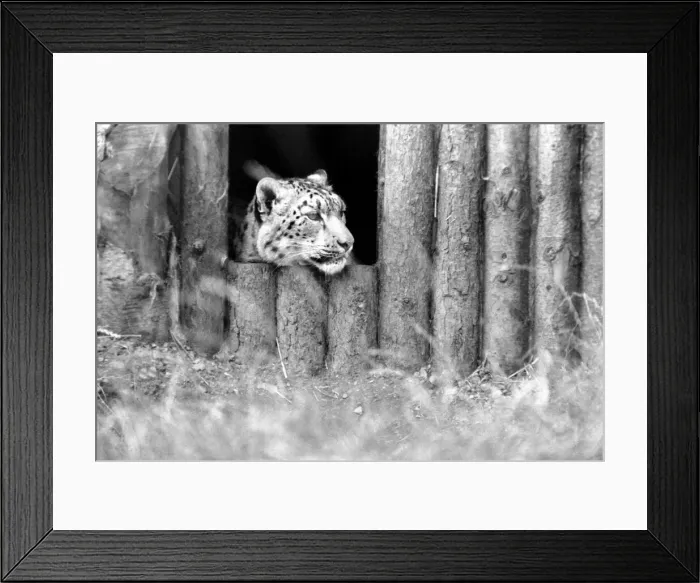 Framed Print : Animals / Cute. Howletts Zoo. August 1977 77-04422-008 Framed Print : Animals / Cute. Howletts Zoo. August 1977 77-04422-008