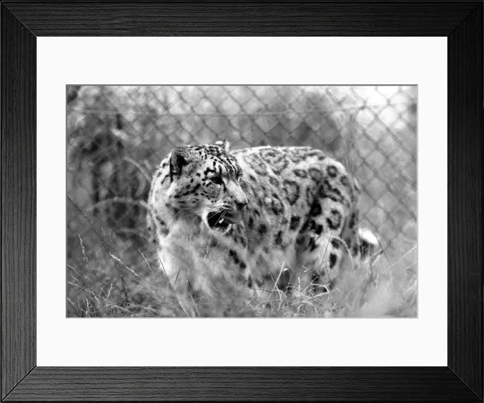 Framed Print : Animals / Cute. Howletts Zoo. August 1977 77-04422-007 Framed Print : Animals / Cute. Howletts Zoo. August 1977 77-04422-007