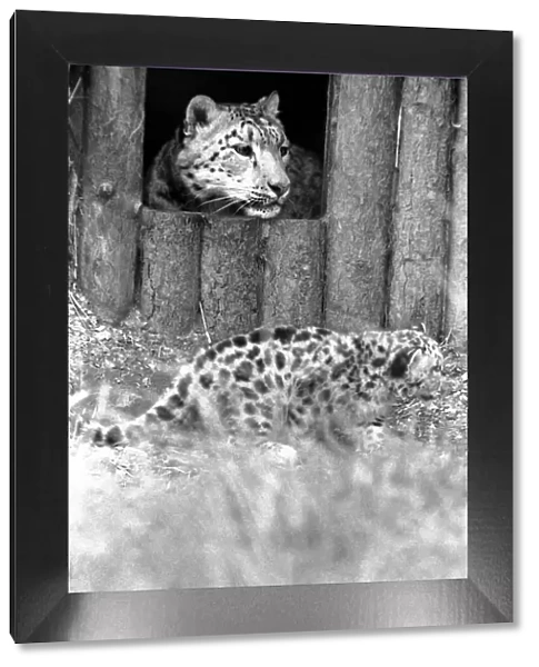 Animals  /  Cute. Howletts Zoo. Leopard Cubs. August 1977 77-04422-003