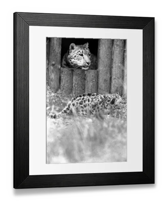 Framed Print : Animals  /  Cute. Howletts Zoo. Leopard Cubs. August 1977 77-04422-003