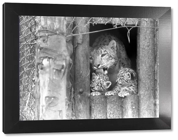 Animals  /  Cute. Howletts Zoo. Leopard Cubs. The cubs