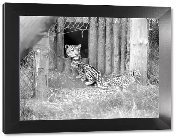 Animals  /  Cute. Howletts Zoo. Leopard Cubs. August 1977 77-04422-014