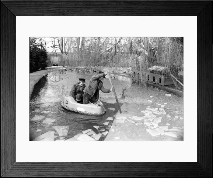 Framed Print : Keepers at Chessington Zoo chip the ice on the storks and ducks pond Framed Print : Keepers at Chessington Zoo chip the ice on the storks and ducks pond