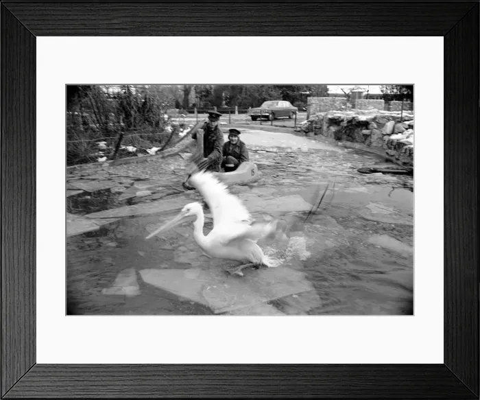 Framed Print : Keepers at Chessington Zoo chip the ice on the storks and ducks pond Framed Print : Keepers at Chessington Zoo chip the ice on the storks and ducks pond