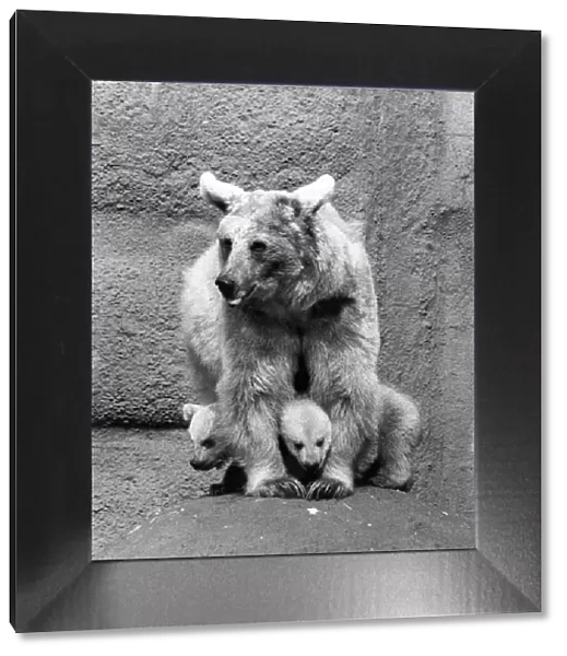 Zookie the bear seen here with here cubs at London Zoo. April 1974 P007527