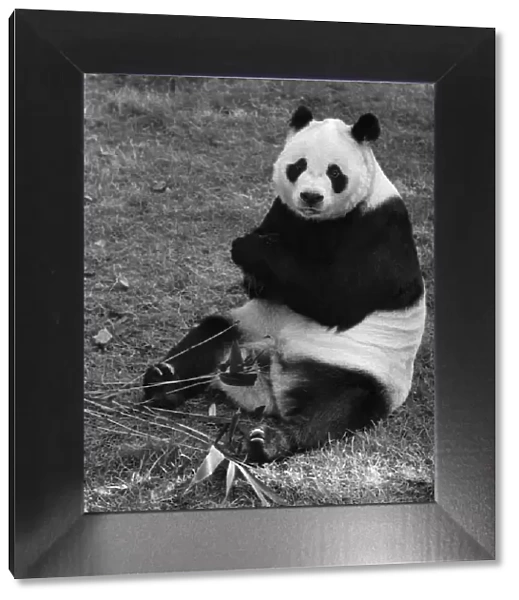 Chi Chi the panda seen here at London Zoo October 1971 P007419