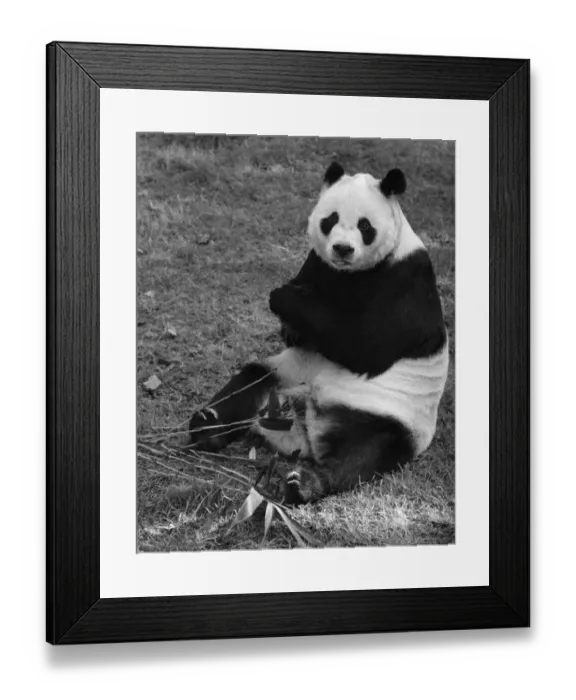 Framed Print : Chi Chi the panda seen here at London Zoo October 1971 P007419 Framed Print : Chi Chi the panda seen here at London Zoo October 1971 P007419