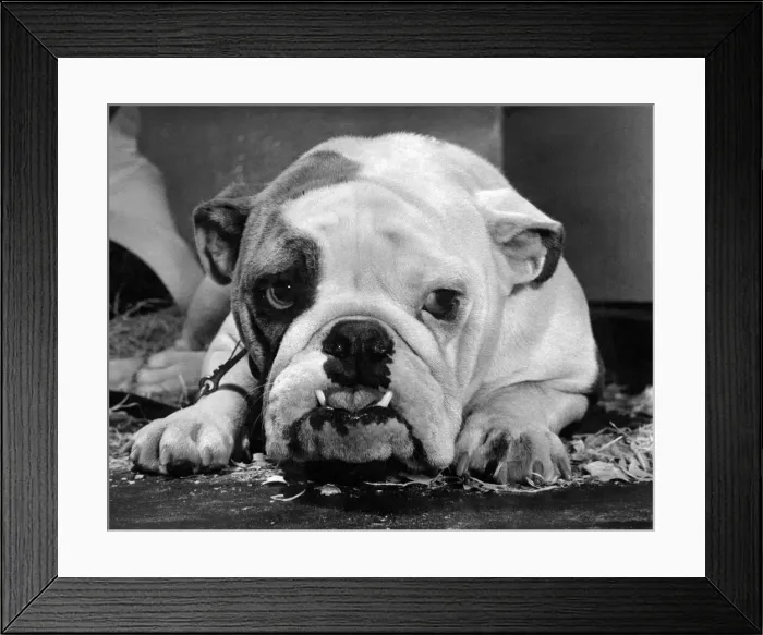 Framed Print : My name is Sheila and I m just 9 months old yet they have put me in Framed Print : My name is Sheila and I m just 9 months old yet they have put me in