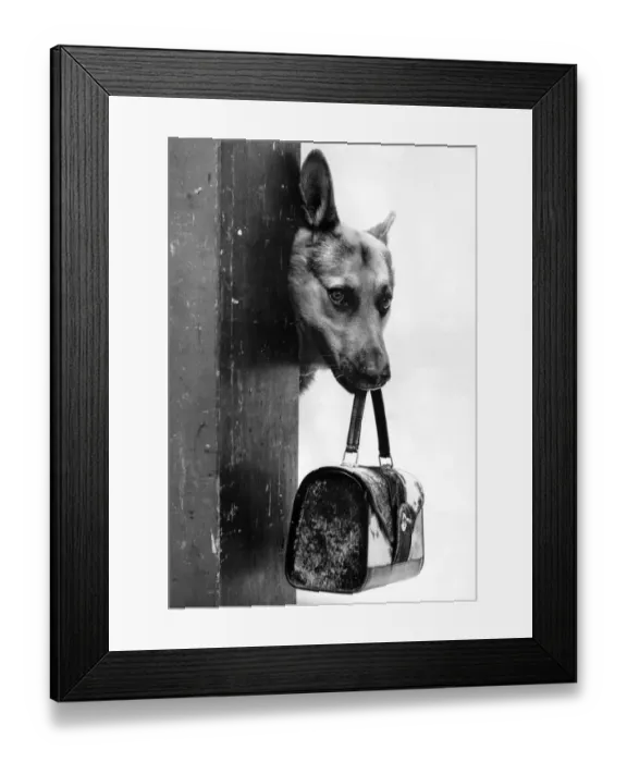 Framed Print : When it comes to intelligence, Radar, the Alsatian in the picture, has it in the bag Framed Print : When it comes to intelligence, Radar, the Alsatian in the picture, has it in the bag