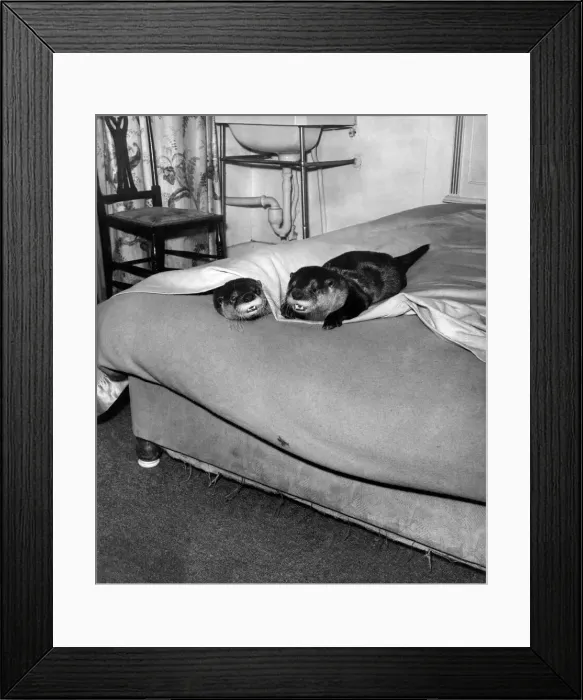 Framed Print : Mekles and Hump european otters prepare for bed. December 1963 P007359 Framed Print : Mekles and Hump european otters prepare for bed. December 1963 P007359
