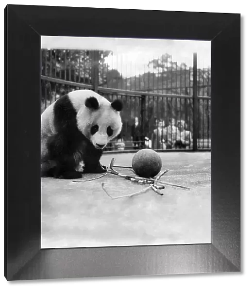 Animals: Pandas. October 1991 P007426