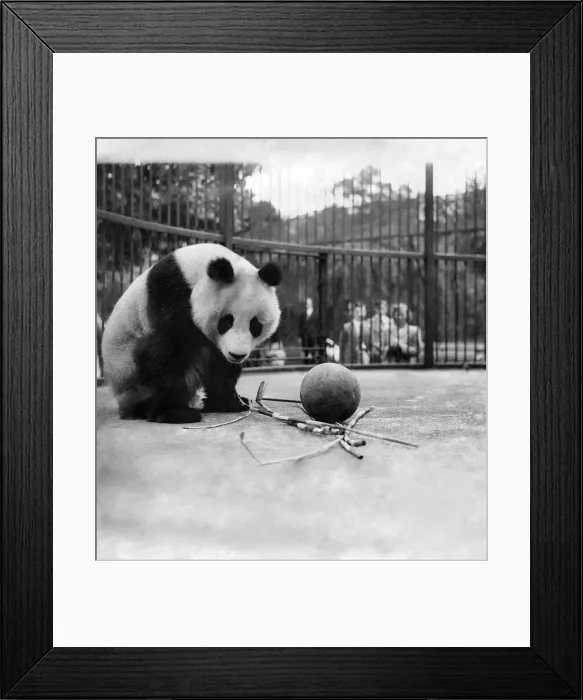 Framed Print : Animals: Pandas. October 1991 P007426