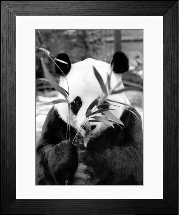 Framed Print : Chia Chia the Panda at London Zoo seen here enjoying some bamboo P007508