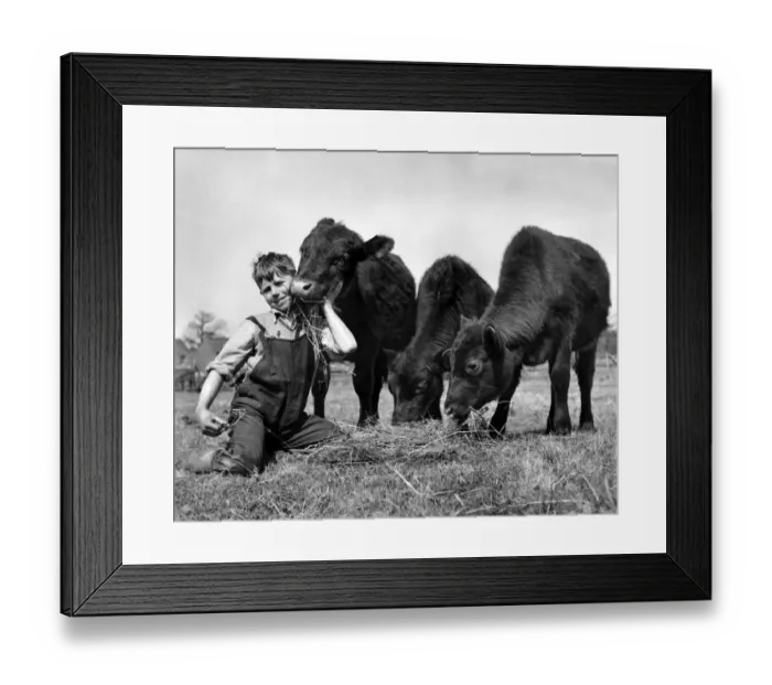 Framed Print : John Belcher a farmers son with his three calves. May 1952 P007502