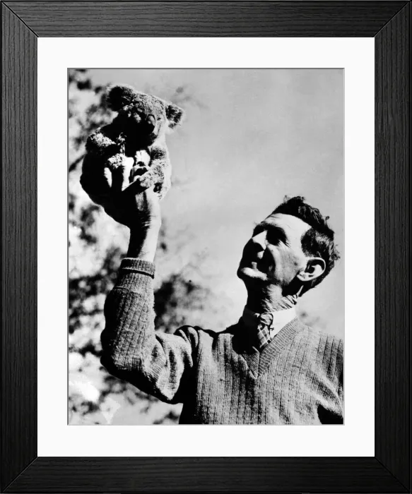 Framed Print : Wakened up from his cosy nap, this Koala won t even open his eyes Framed Print : Wakened up from his cosy nap, this Koala won t even open his eyes