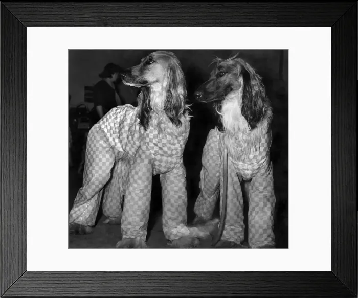 Framed Print : Do I look sillly in this? Left to Right Champion Horningsea Majid (A Second Prizewinner Framed Print : Do I look sillly in this? Left to Right Champion Horningsea Majid (A Second Prizewinner