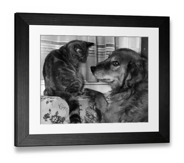 Framed Print : Sandy the dog and Yogi Bear the cat playing together. February 1962 P007392 Framed Print : Sandy the dog and Yogi Bear the cat playing together. February 1962 P007392