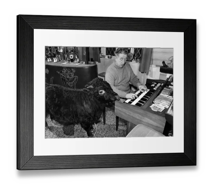 Framed Print : In the living room at the farm Titch the Bull, who is fond of classical music