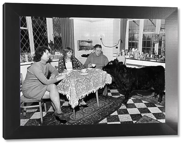 Not quite a bull in a China shop. Titch joins Mrs. Jean Haddock (left)