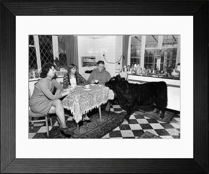 Framed Print : Not quite a bull in a China shop. Titch joins Mrs. Jean Haddock (left)
