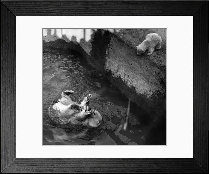 Framed Print : Pipaluk the polar bear cub is not sure about joining his mum Sally in the pool in their Framed Print : Pipaluk the polar bear cub is not sure about joining his mum Sally in the pool in their